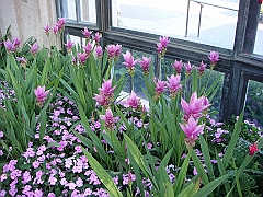 421 Longwood Gardens [2008 August 23]